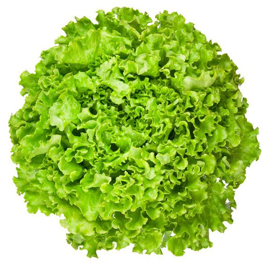 Curly Leaves Lettuce