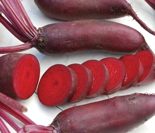 الشمندر الأسطواني