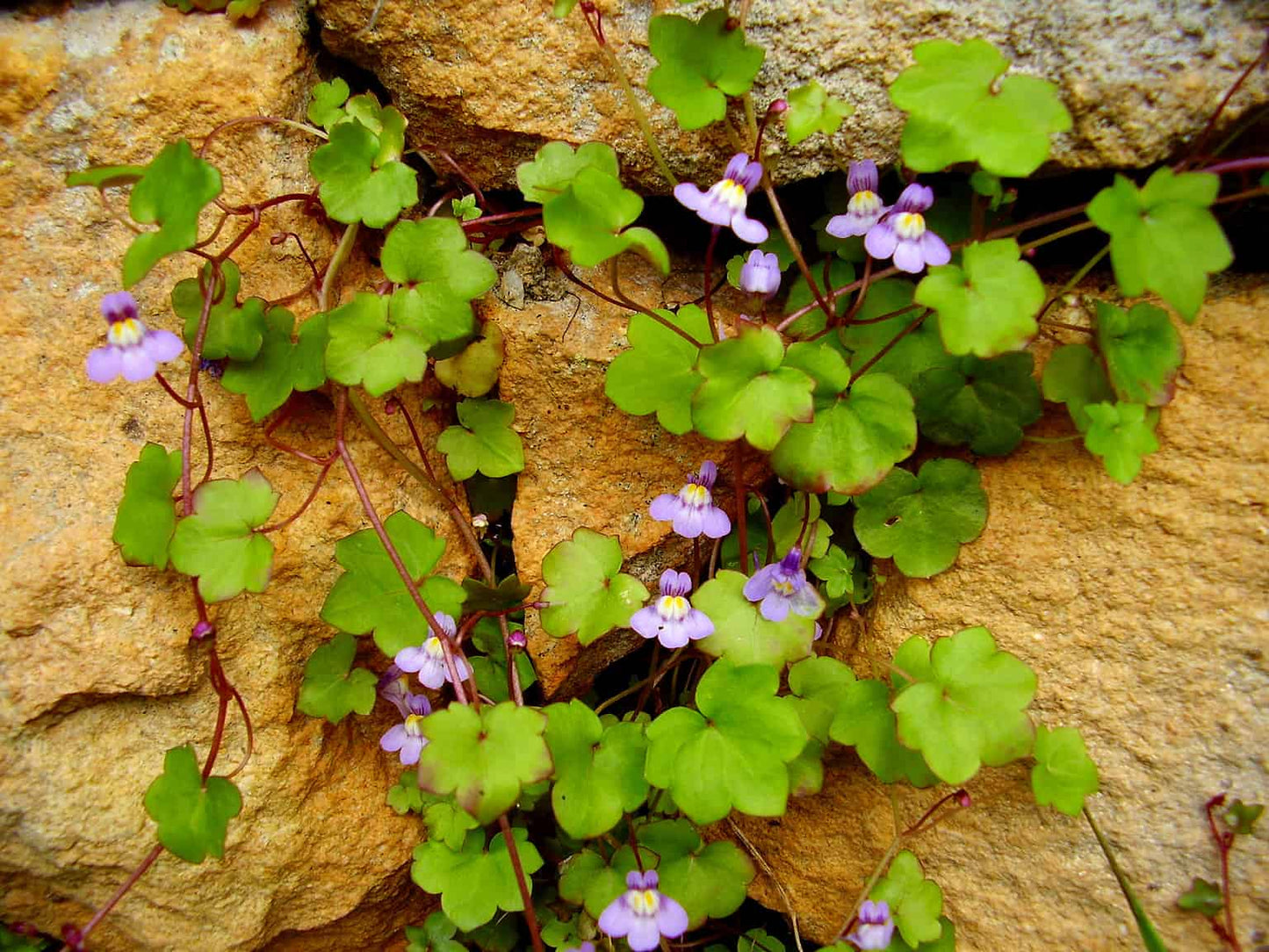 Cymbalaria muralis 'Kenilworth Ivy'