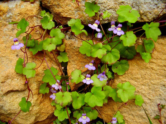 Cymbalaria muralis 'Kenilworth Ivy'
