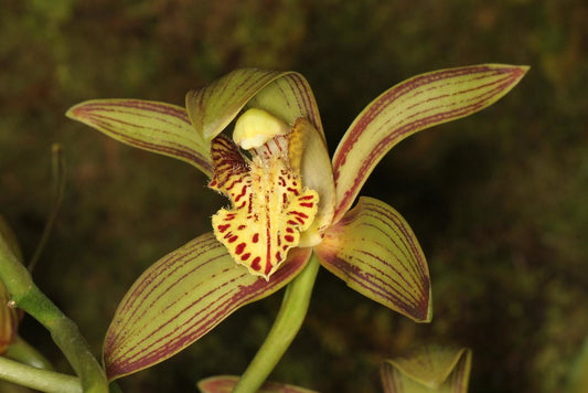 Cymbidium tracyanum orchid
