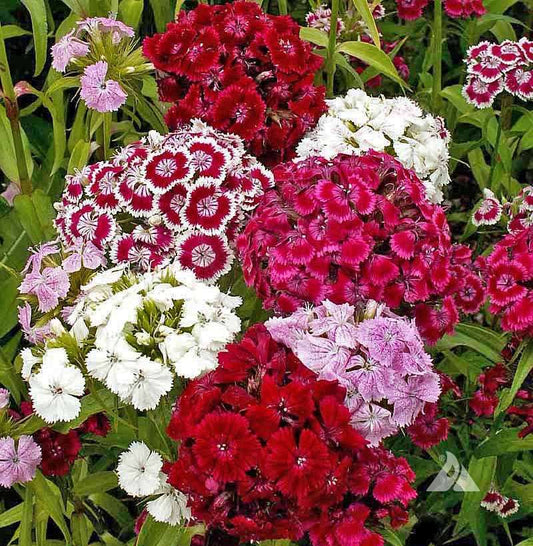 Dianthus Barbatus flowers in vibrant shades of red, pink, and white.