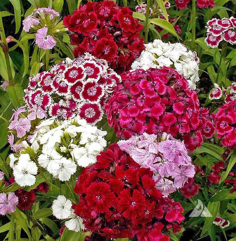 Dianthus Barbatus