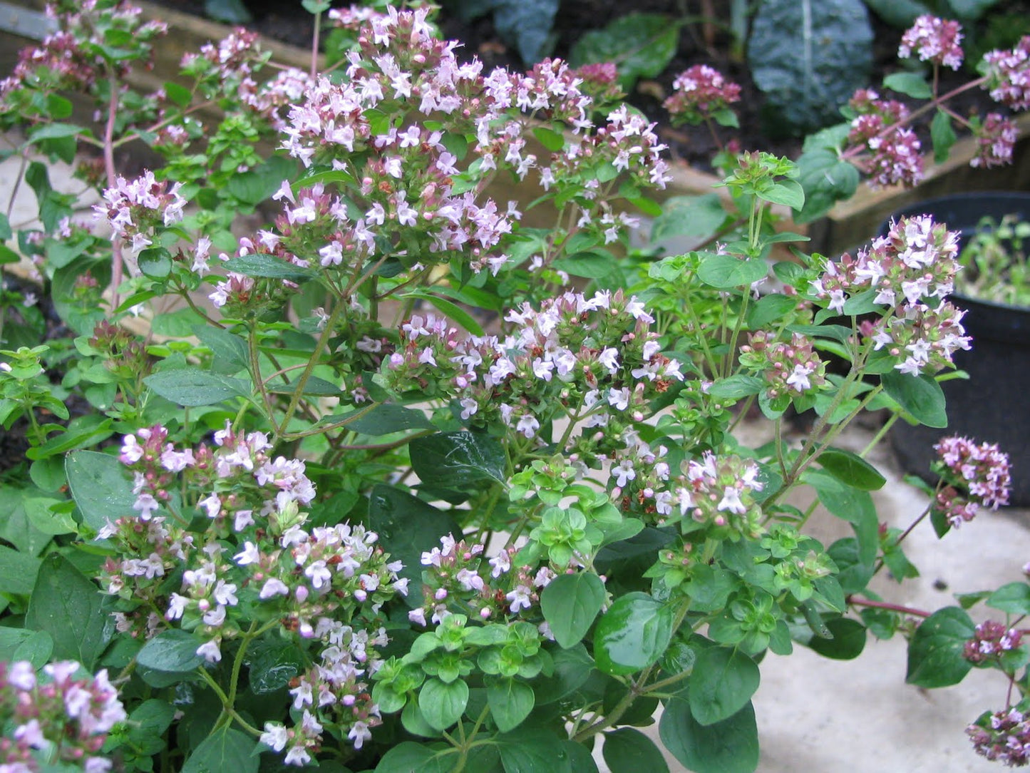 Greek Oregano