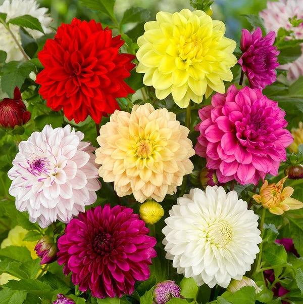 Dahlia Mixed
