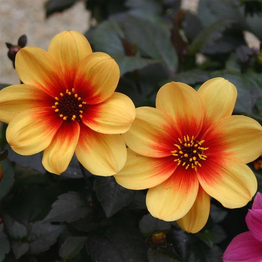 Dahlia Moonfire