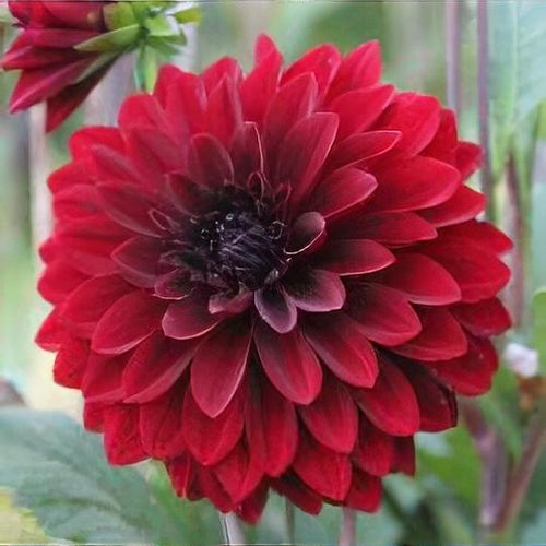 Dahlia 'Bloody Mary'