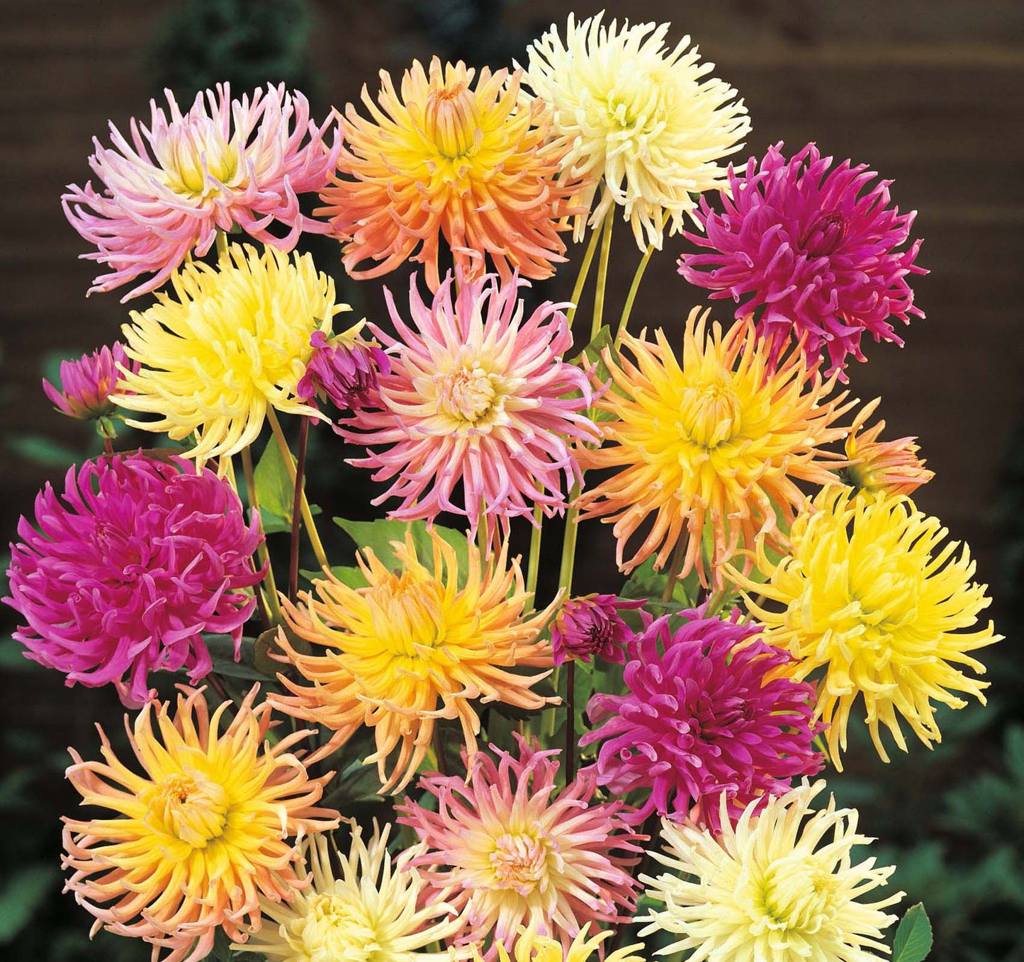 Dahlia 'Cactus' hybrids mixed
