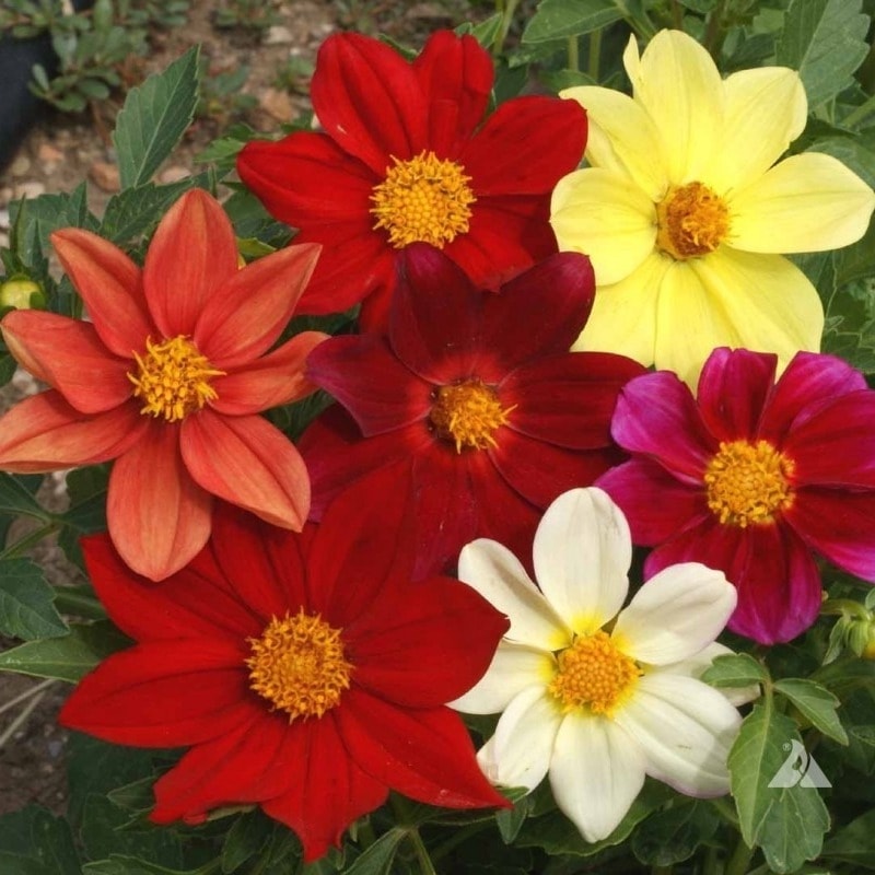 Dahlia 'Mignon Coltness'