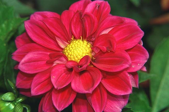Dahlia dwarf 'Starlight'