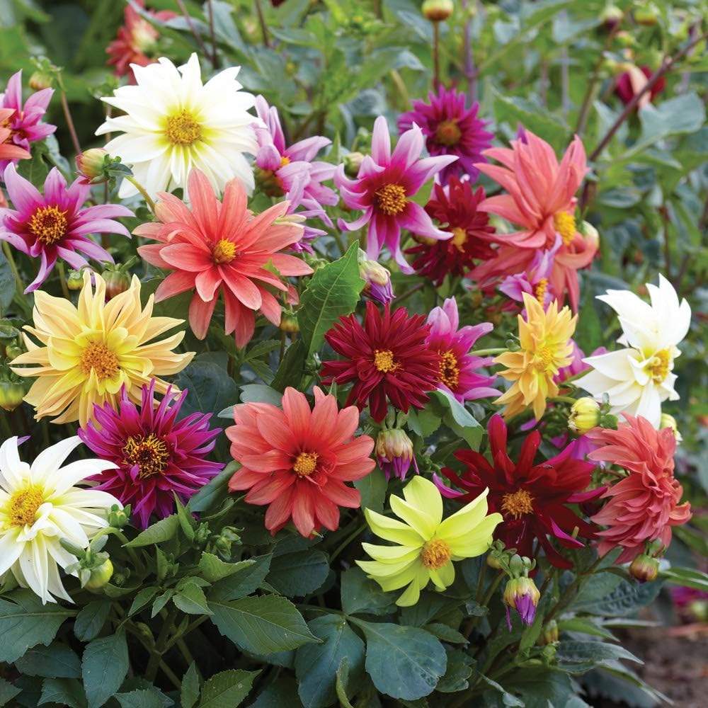 Dahlia dwarf 'Starlight' mixed
