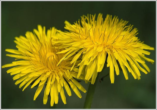 Dandelion