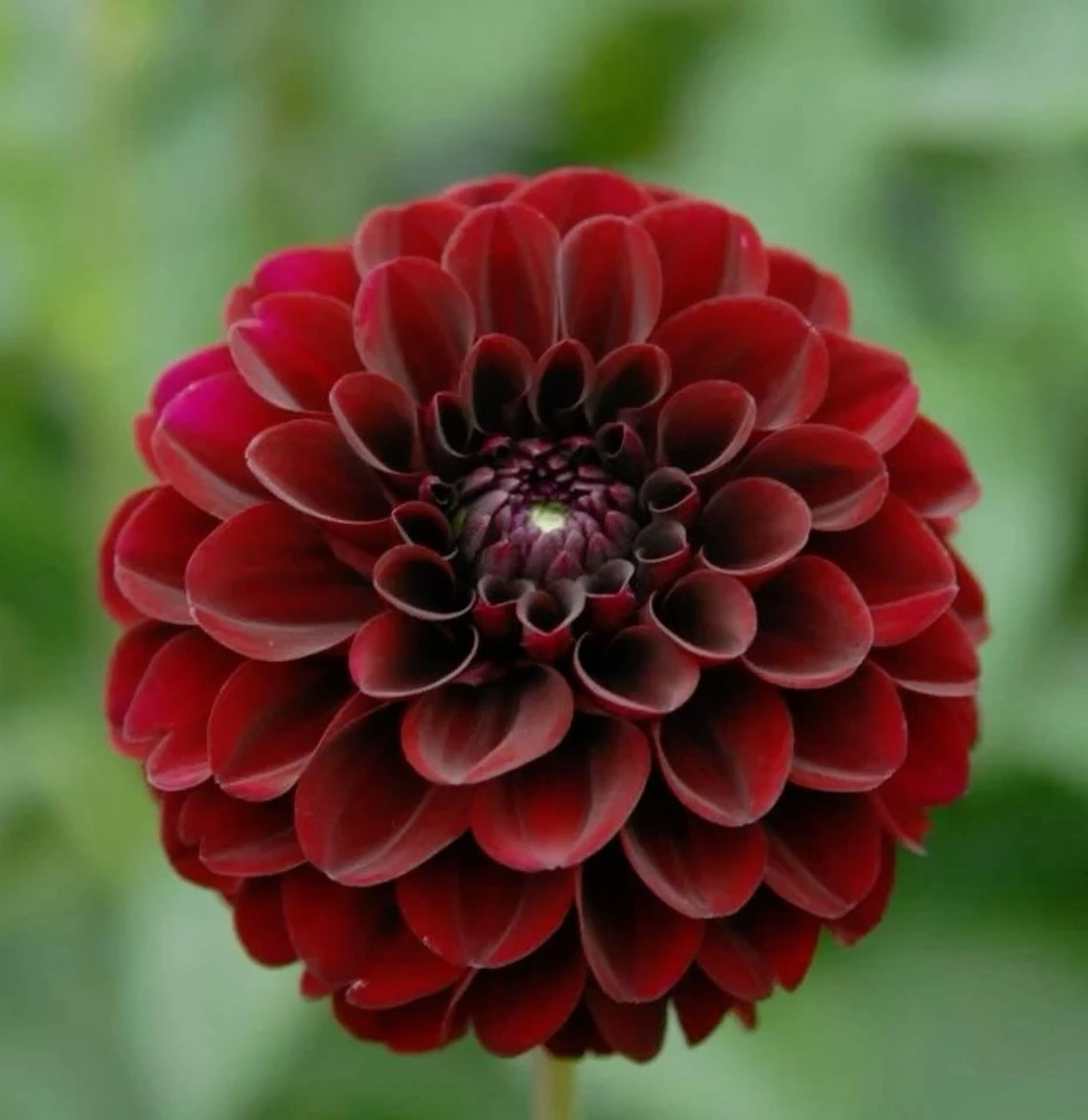 Dark Red Dahlia