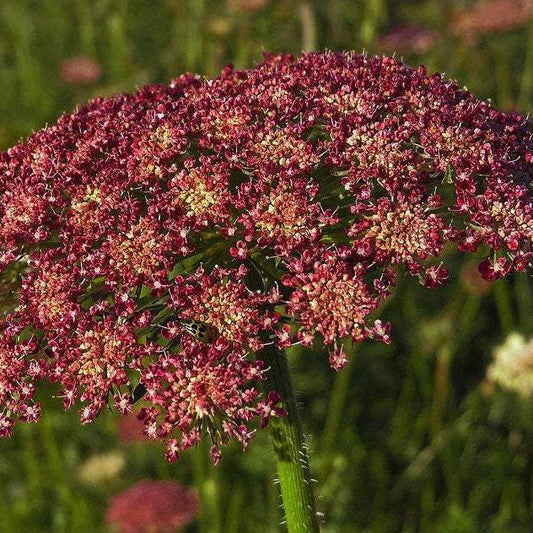 Daucus Carota 'Purple kisses'