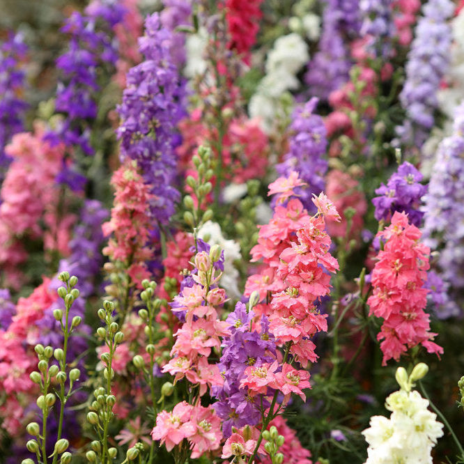 Delphinium ajacis 'Rocket Larkspur' mix
