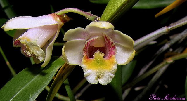 Dendrobium Chittimae Orchid