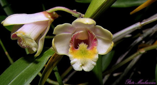 Dendrobium Chittimae Orchid