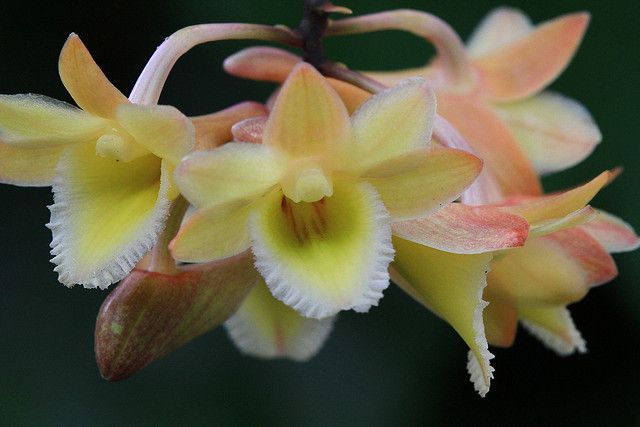 Dendrobium Lampongense Orchid