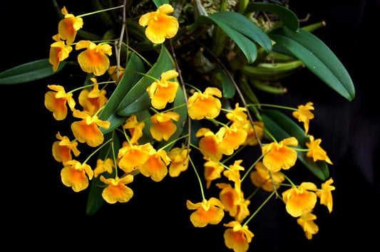 Dendrobium Lindleyi Orchid