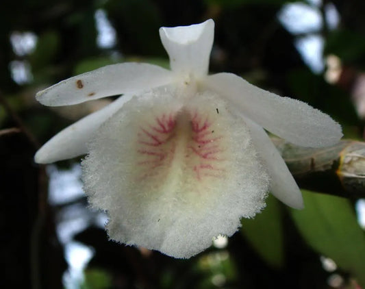 Dendrobium Polyanthum Orchid