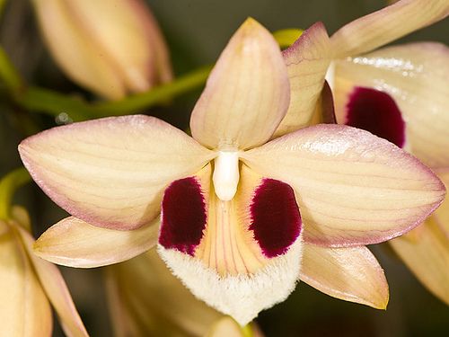 Dendrobium Pulchellum