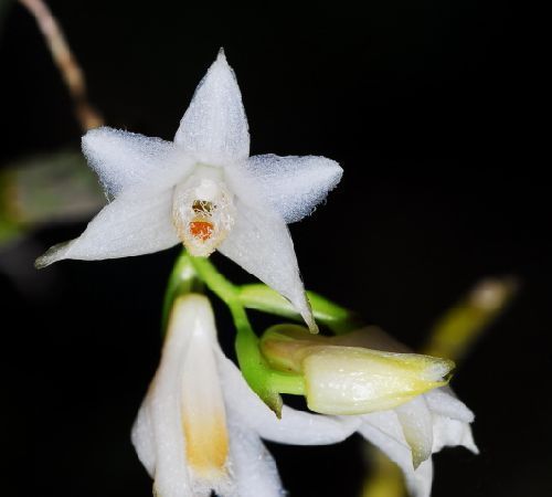 Dendrobium Stuposum Orchid
