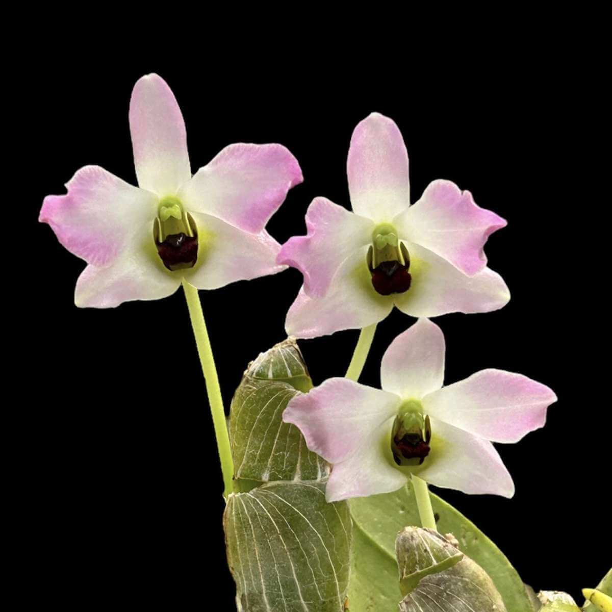 Dendrobium Trantuanii Orchid
