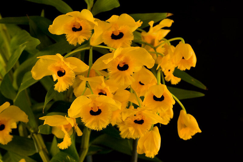 Dendrobium fimbriatum Fringed-lipped orchid