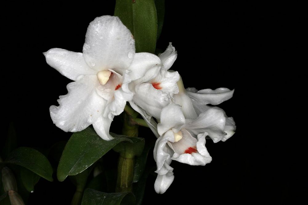 Dendrobium virgineum Orchid