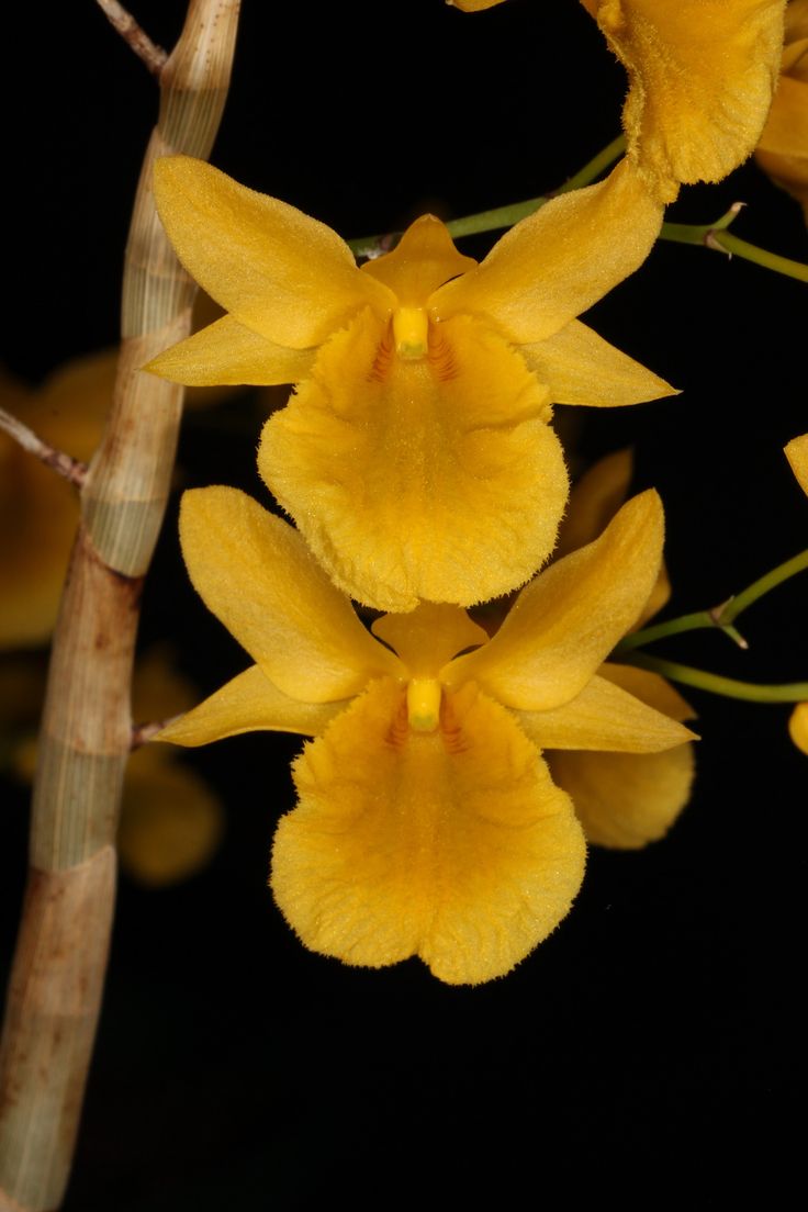 Dendrobium dixanthum orchid