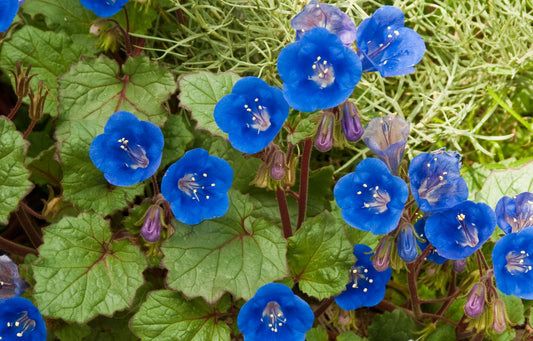 Desert Bluebell