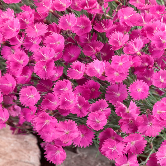 Dianthus `Cheddar Pink`