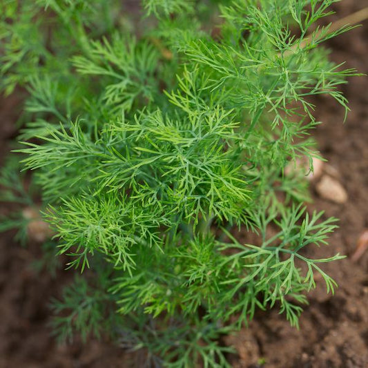 Dill