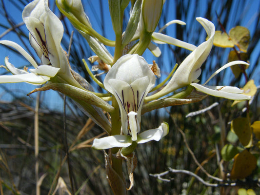 Disa Draconis