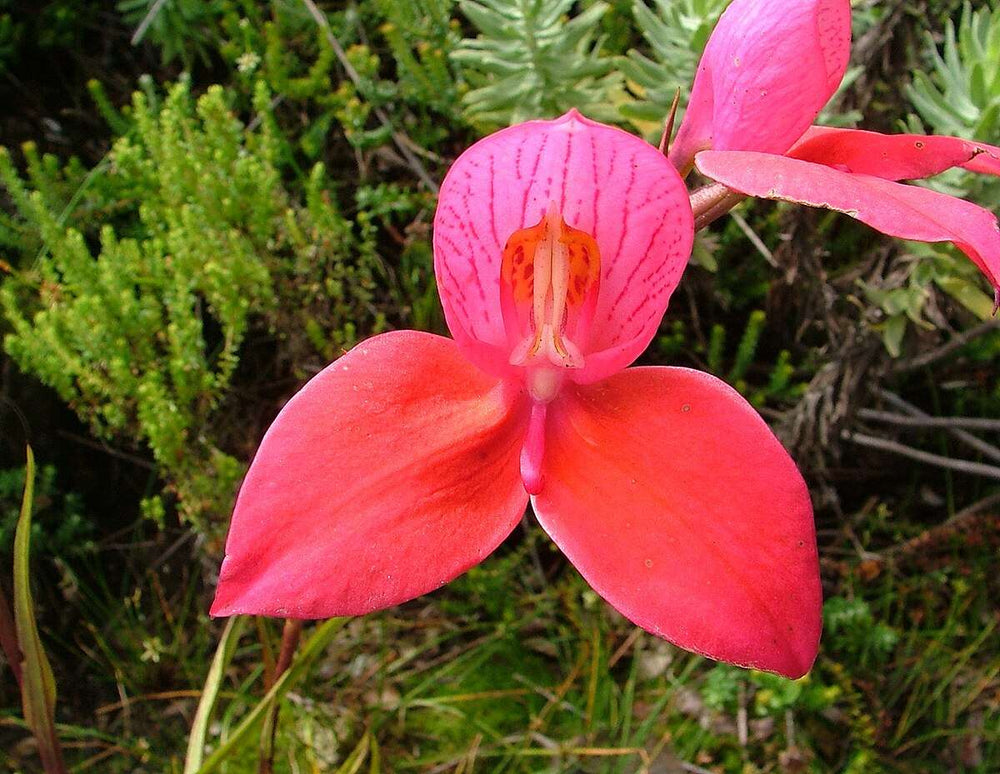 Disa Filicornis