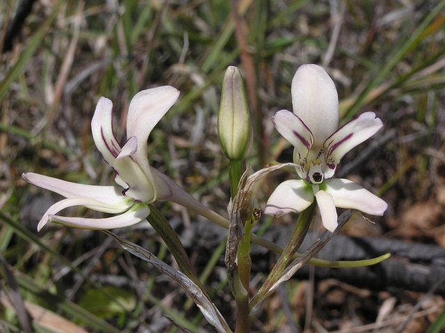 Disa Harveiana