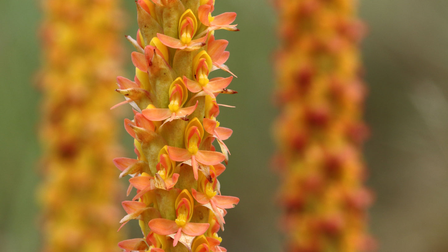 Disa chrysostachya - Torch orchid