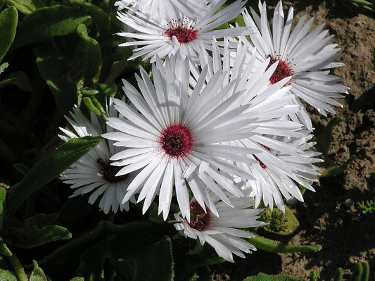 Dorotheanthus Maughanii