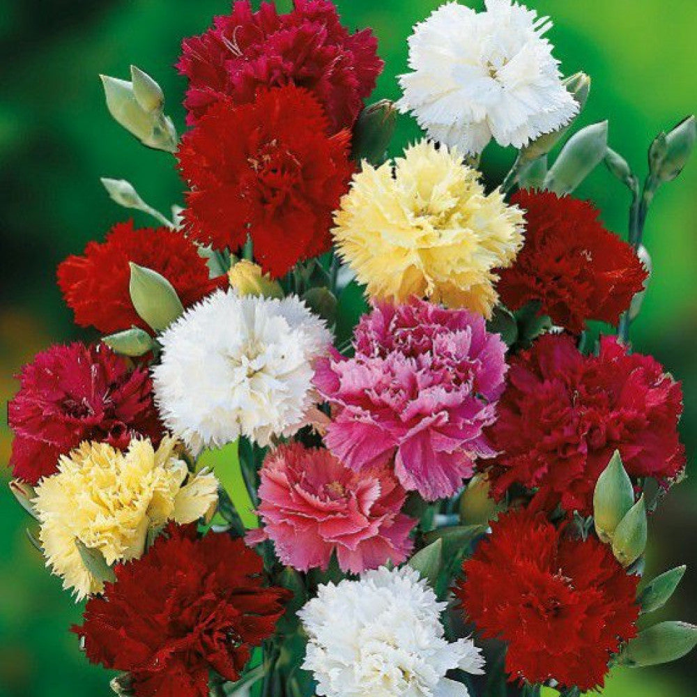Double Carnation Mixed
