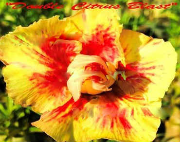 Adenium Obesum Double Citrus Blast