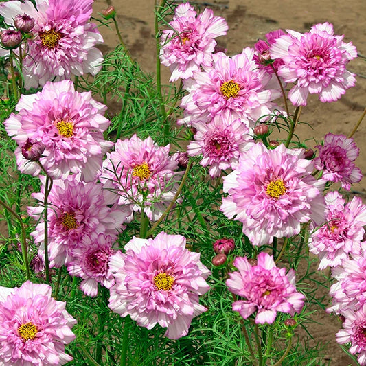Cosmos Bipinnatus 'Double Click Bicolour Pink'