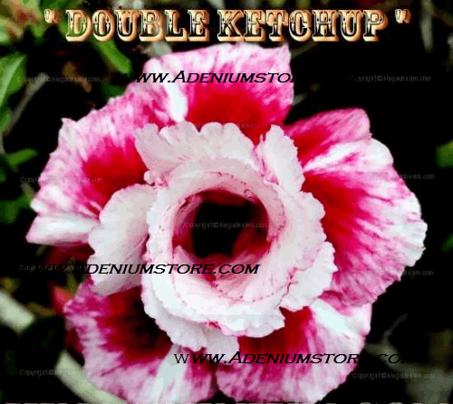Adenium Obesum Double Ketchup