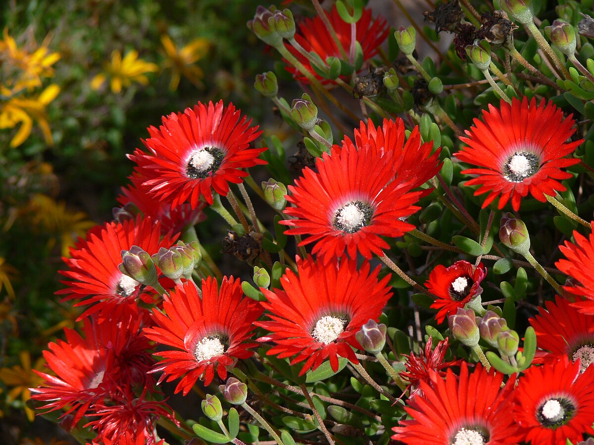 Drosanthemum