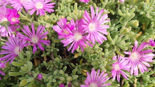 Drosanthemum Hispidum
