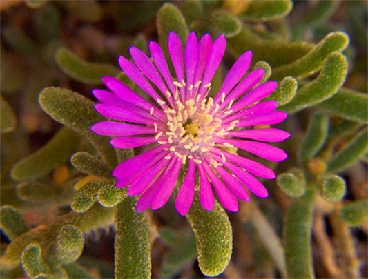 Drosanthemum ambiguum