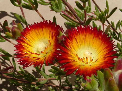 Drosanthemum speciosum