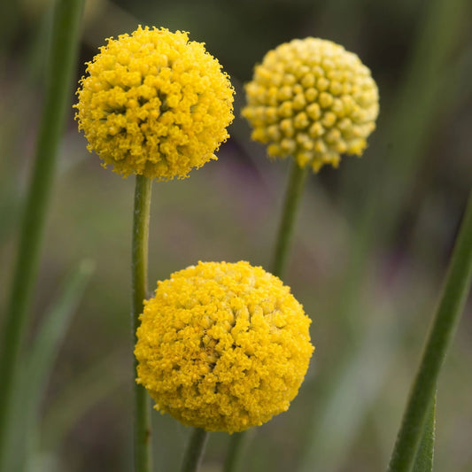 Drumstick flower 'Billy Button'