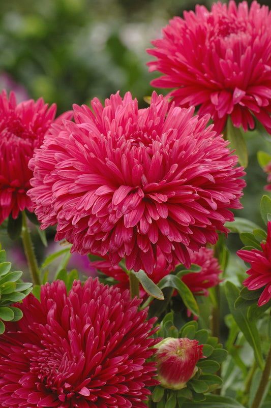 Dwarf Aster "Thousand Wonders Salmon Rose"