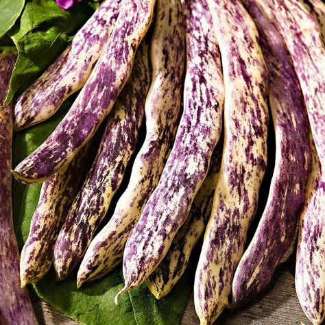 Dwarf Bean 'Merveille de Piemonte'