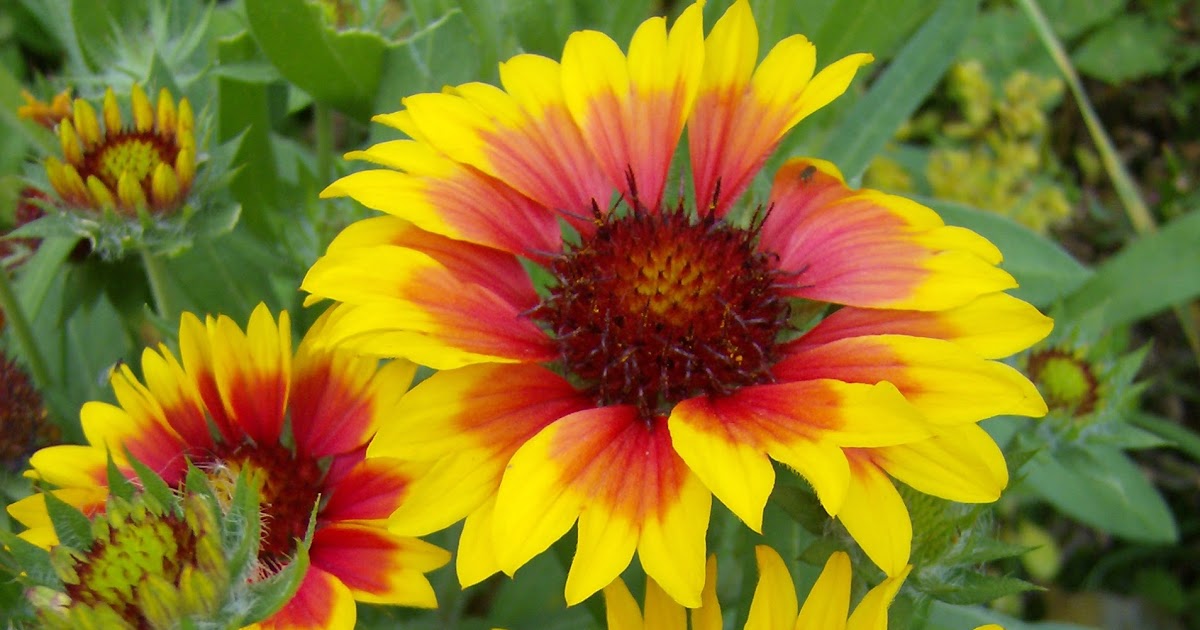 Dwarf Blanket Flower Mix